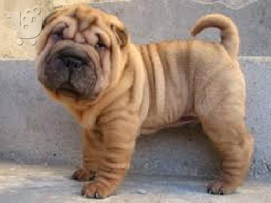 PoulaTo: Shar Pei